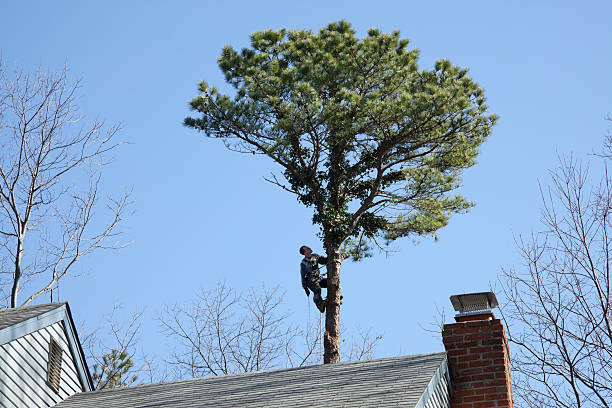 Leaf Removal in Mills River, NC