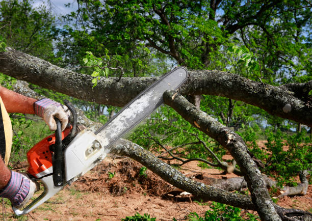 Reliable Mills River, NC Tree Care Solutions